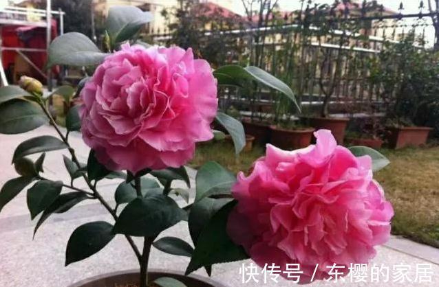 花期最长4种花,漂亮似牡丹,轻松一养就爆盆,不要错过