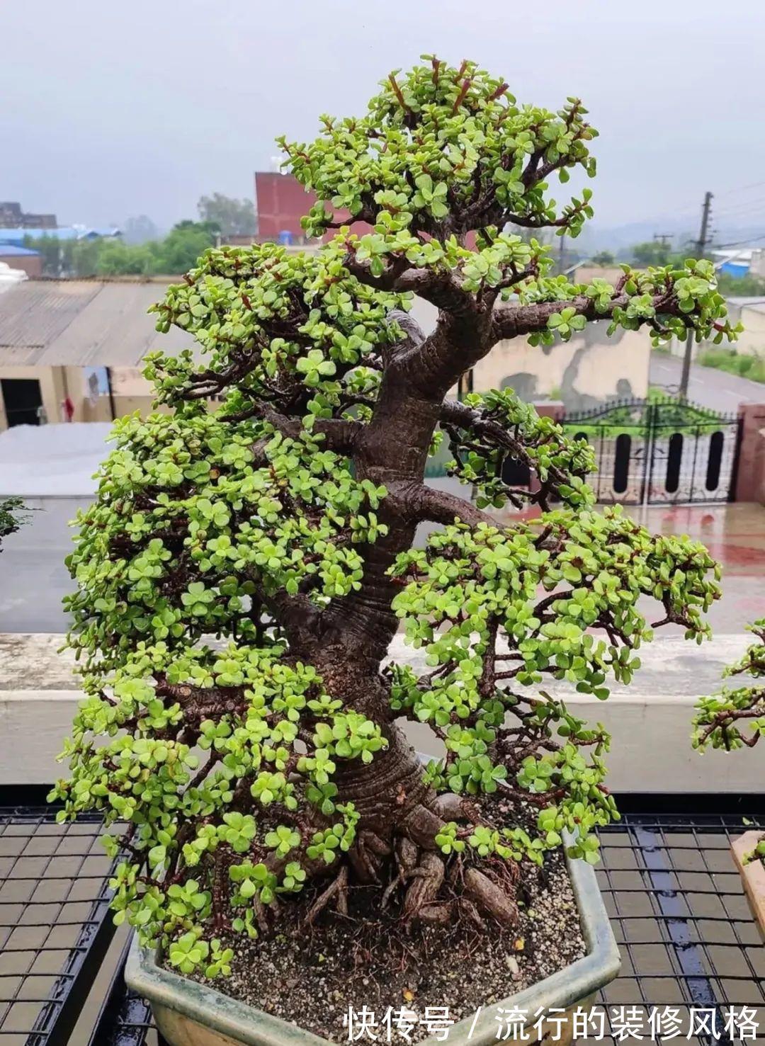 这花就要养老桩,年年开花,越老越值钱
