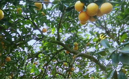 辰颐物语|辰颐物语“甜满中国”—平和蜜柚寻味之旅预告来啦，开启秋日甜蜜