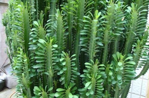 盆栽|3种其貌不扬的植物,养一盆家里变成“天然氧吧”,是盆栽佳品!