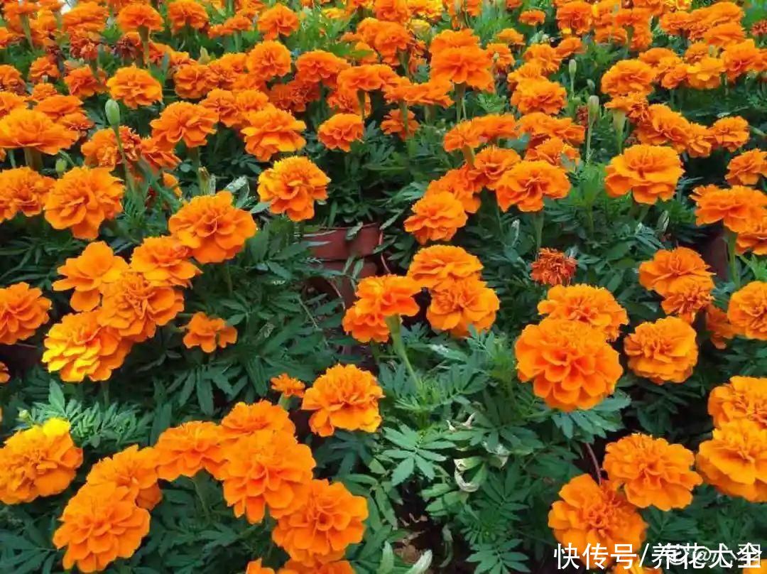 夏天|热不死的花，温度高也不休眠，超级适合夏天