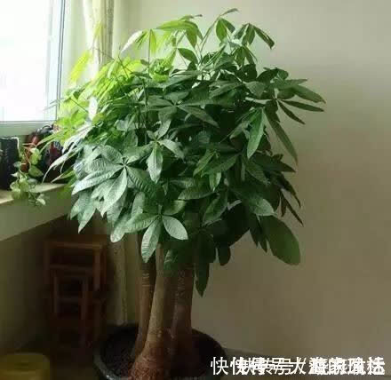 叶片|养花不如“养树”,这3种最合适,养人、旺财、吸甲醇,值!