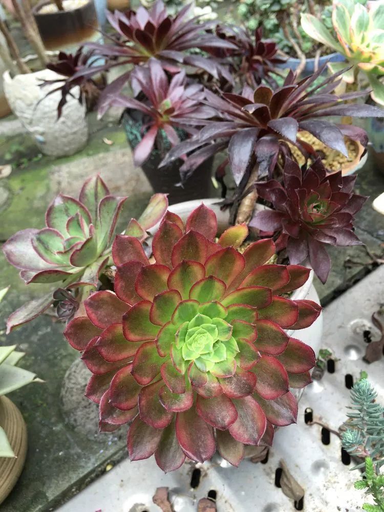 养多肉会上瘾,3年养了500多盆,既美化了环境又愉悦了心境!