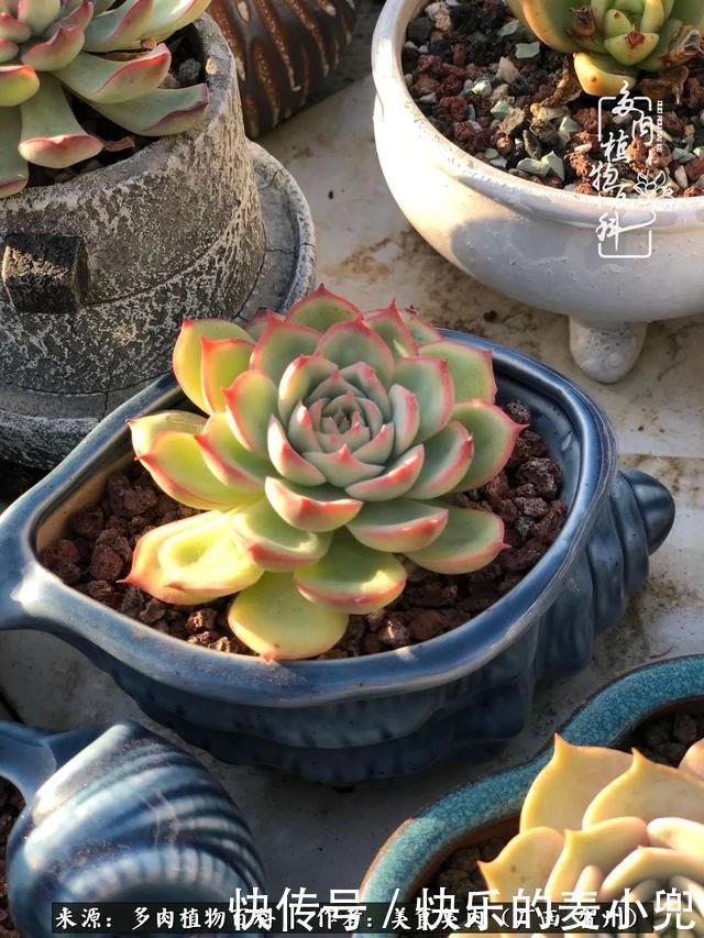 多肉,一位来自神奇大自然的良师益友!