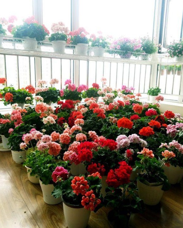 家里养这几款植物，耐寒易打理，花美色艳，花儿轻松开爆盆