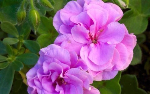 养花就养“它”,“插土”就活,花开似玫瑰,比菊花好养,开90天