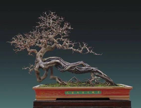 盆景制作技法夏天来到,盆景脱衣换锦,有6种好处