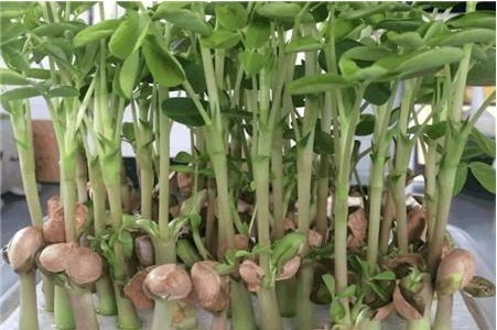 花生|水培“花生”,比“吊兰”还漂亮,1株结30个果!不妨也可以试试