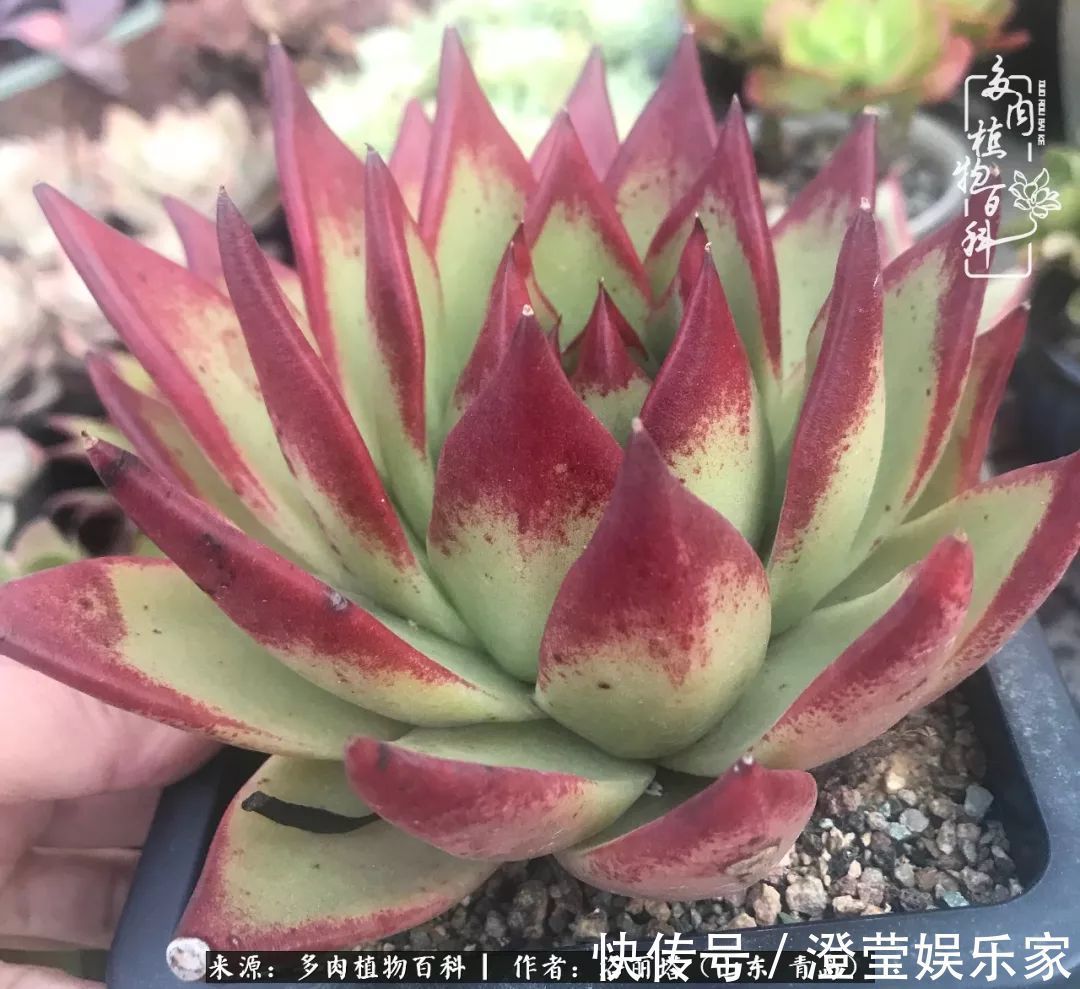 吉娃娃|我和我的“多肉恋人”,怎么样有没有惊艳到你!