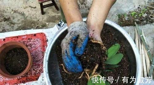 养花不懂换盆?永远等不到植物开花,养一盆黄一盆!