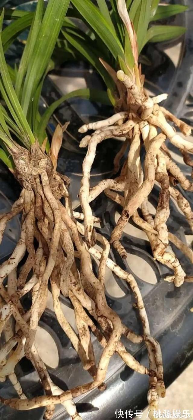 根系|3种花不用扦插,掰下来就能活,1盆变10盆,懒人也能养