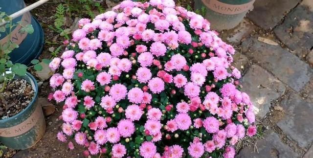 红花花|九月,养花就选这6种,开花美好养活!