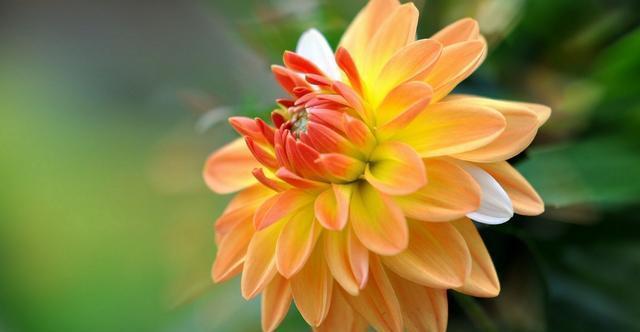 通风|想要养好花,只要知道这7件事