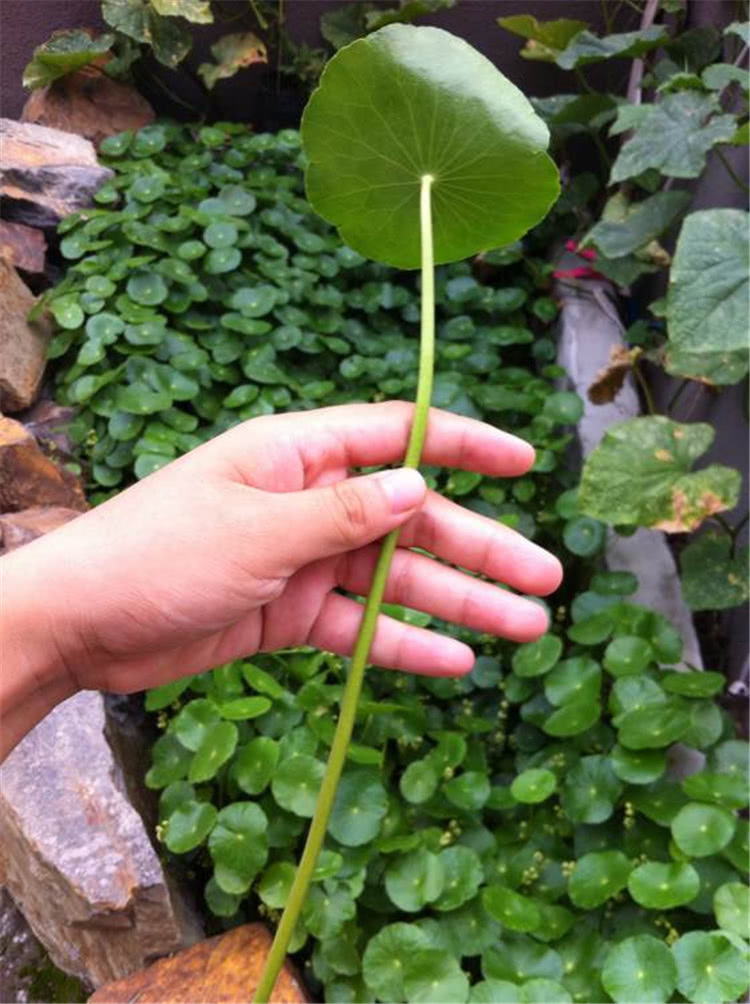 大神用这水养铜钱草，叶片像荷叶一样大，3个月爆盆成瀑布！