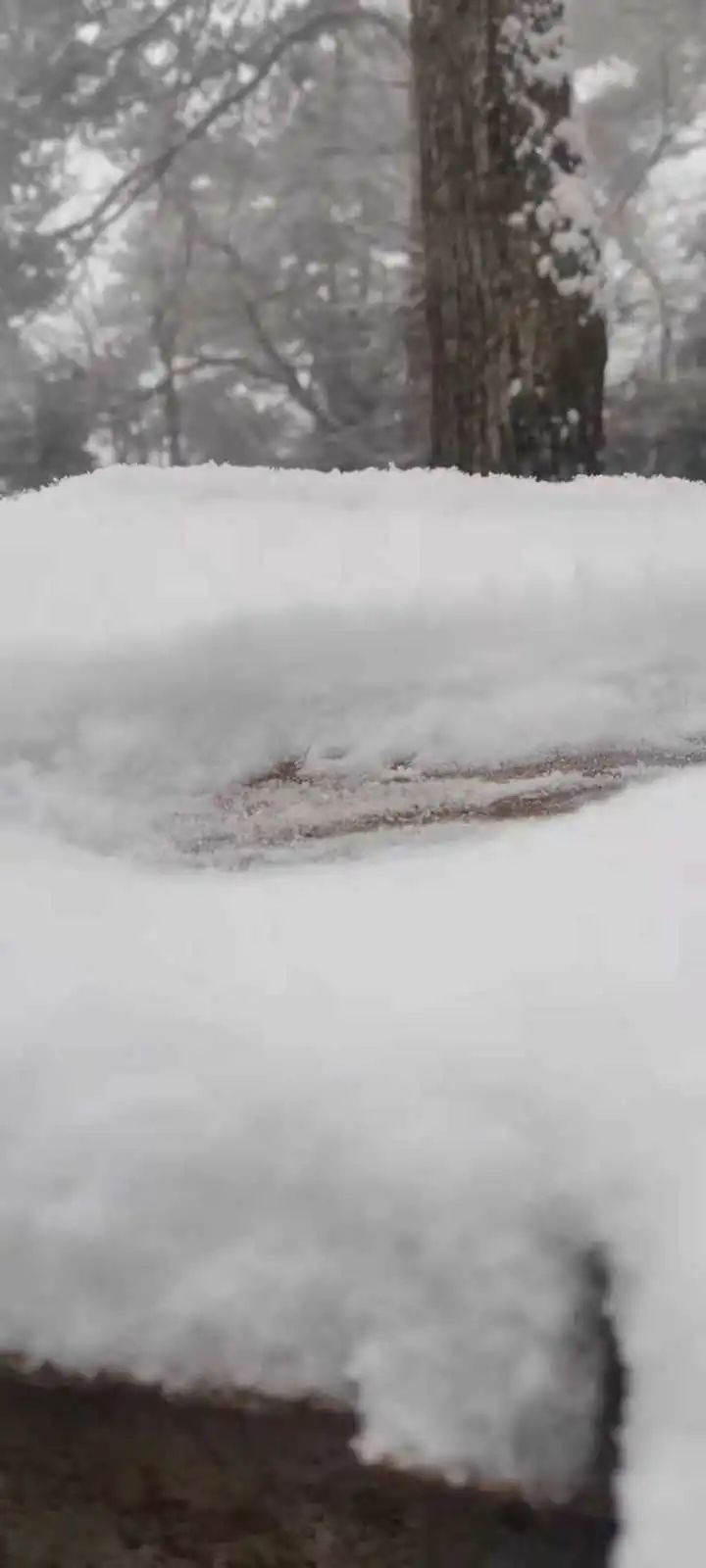 天目山景区|美如仙境！杭州、宁波下雪了，朋友圈看雪走起~