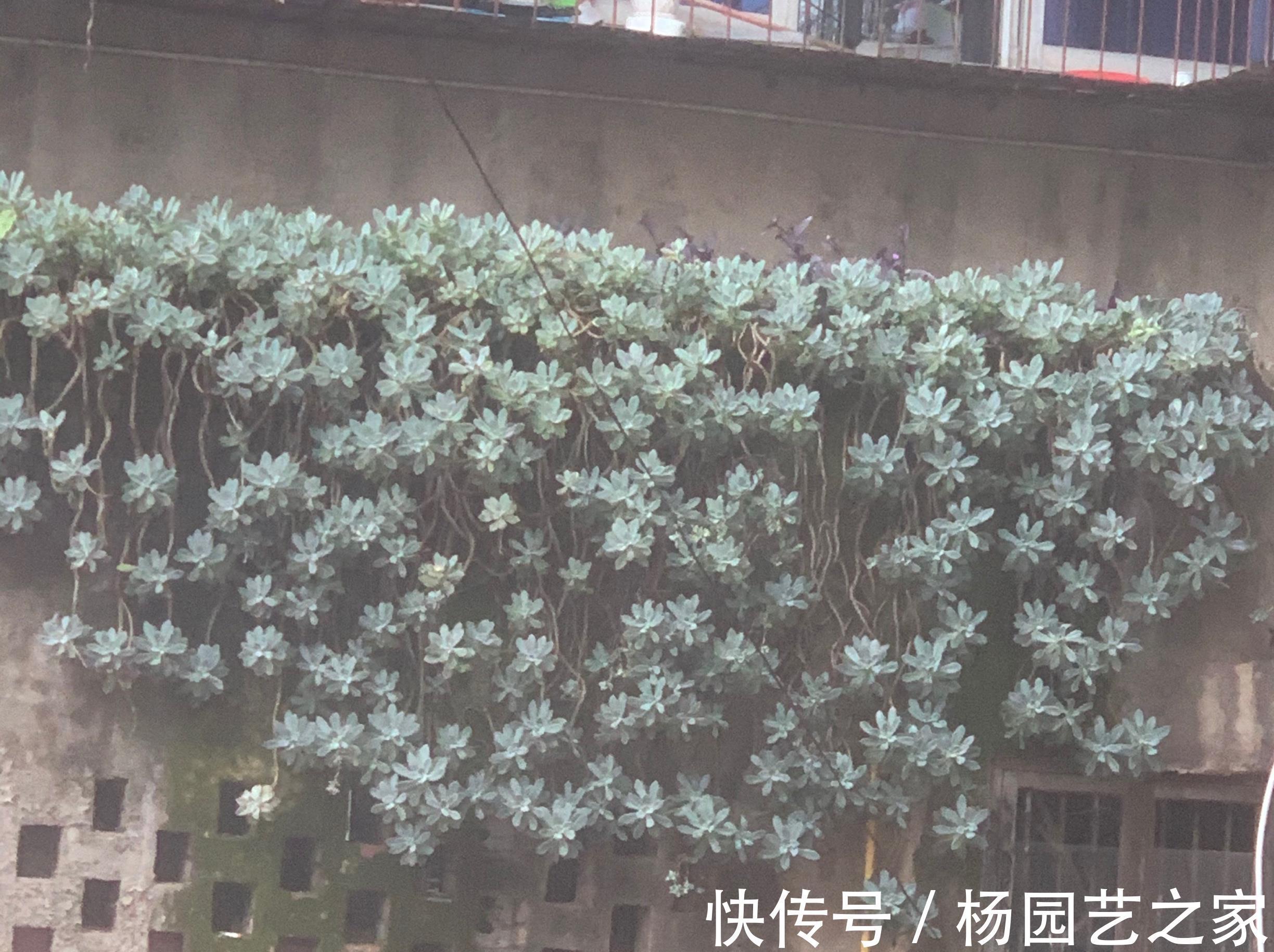 优点|生命力旺盛的冬美人,多肉的优点它全有,轻松就能爬满整个院墙