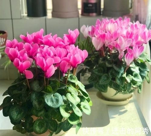 20种“坑人花”,真的很难养,没有三五年的养花经验,别入坑