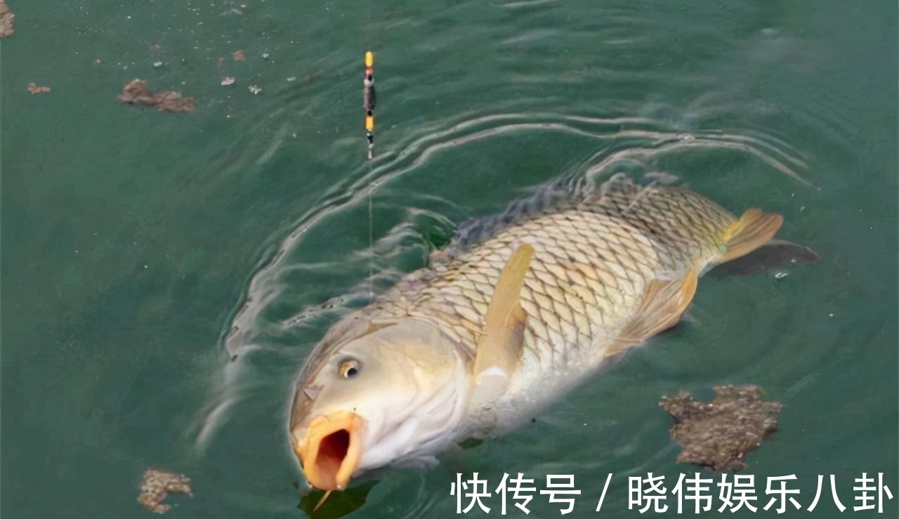野钓鲤鱼没有秘诀,掌握这几个技巧,新手也能有收获