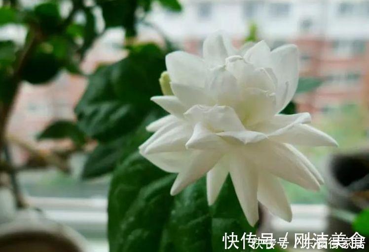 香雪兰香雪兰|邻居阳台只养3种花,开花后,惊艳了全小区,纷纷来参加!