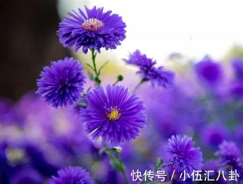 养花|养花试试这几款,花量超级多,成株能同时开几百多花,很容易爆盆