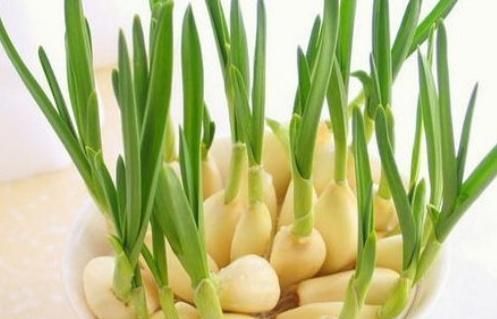 蒜辣素|常见的2种蔬菜,发芽后不仅没毒,营养价值更高了,一起来了解下