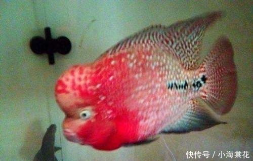 罗汉鱼发色过程！！！