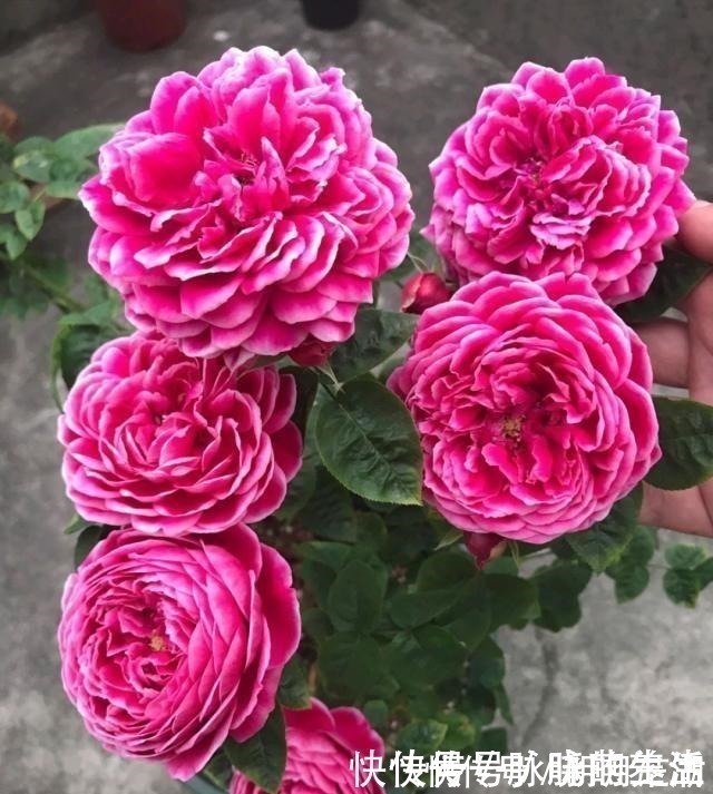 植株|这花开得太漂亮了,简直就是神仙颜值,难怪大家称它为“妖花”!