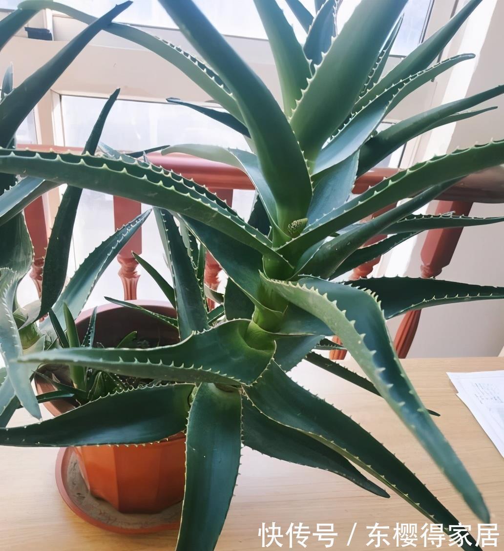 爆盆|2种很耐旱皮实的“小绿植”,不用勤浇水、容易群生、很美