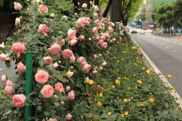 50多个品种！成都“高颜值”月季上街了