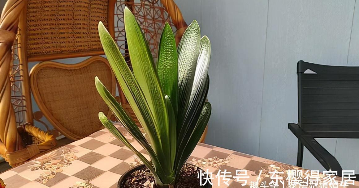 叶芽|君子兰不能随意“砍头”,操作需谨慎,要做好这几件事,成活率高