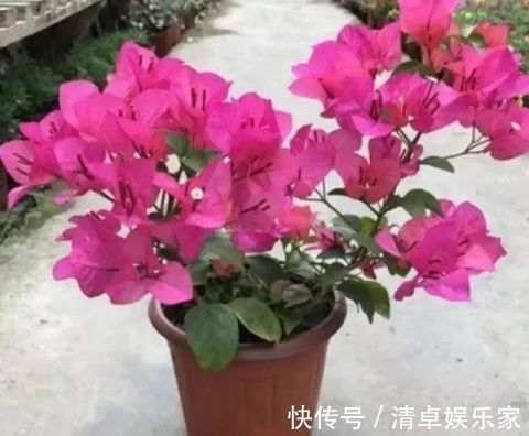 开花勤快，好养好看少病害，这两种“开花机器”，谁养谁爱！