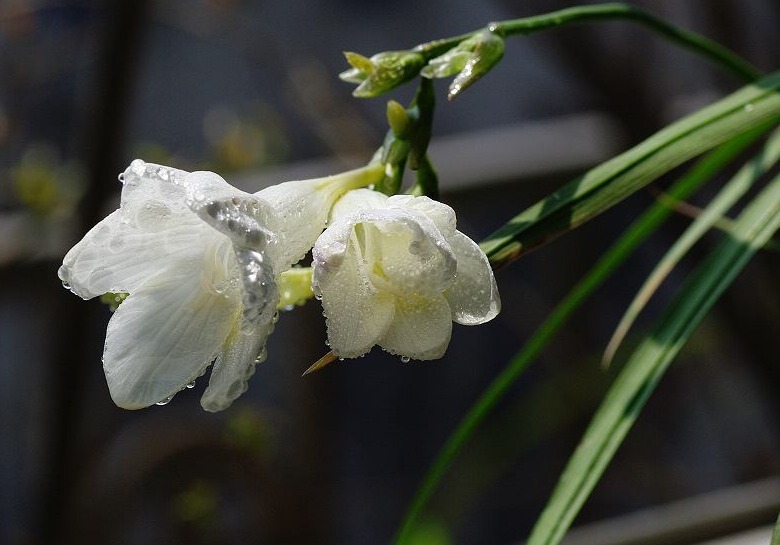 香雪兰开花少教你3个养护妙招,花朵洁白如雪,植株越长越旺盛