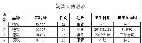 中国刑警学院|已拍出15.1万/只！中国刑警学院身价最高的淘汰犬会是几号？