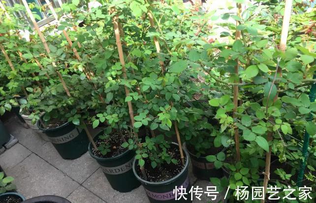 月季|月季的嫩枝垂头了怎么办，先别急着剪