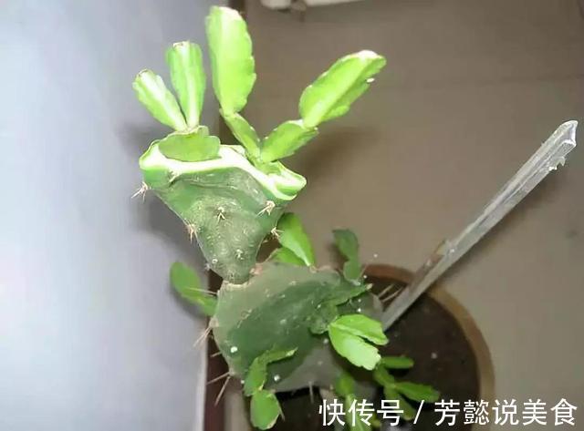 仙人掌如何嫁接蟹爪兰教你3个嫁接小妙招,方法对了,开花多3倍