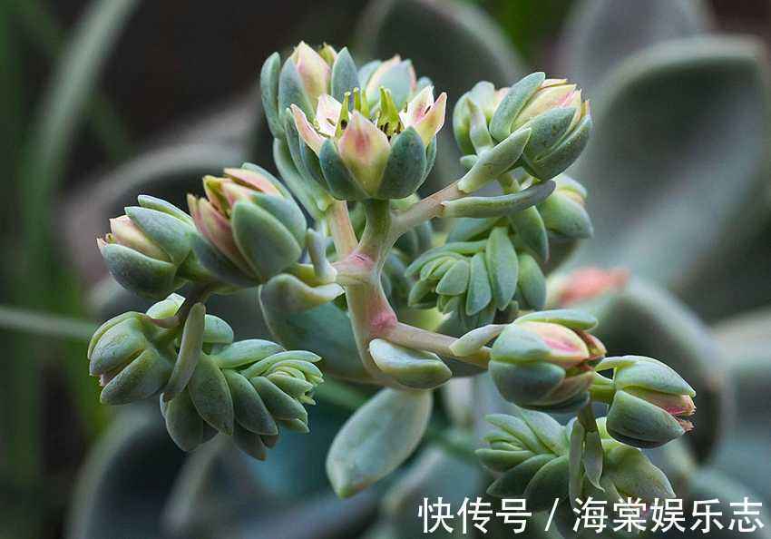 多肉开花可不是什么好事,趁还没开花,抓紧掐掉!