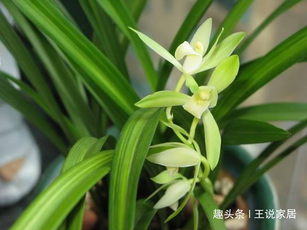 春天养花,不如养这几款花,叶绿花艳,花开繁盛惹人爱,超美