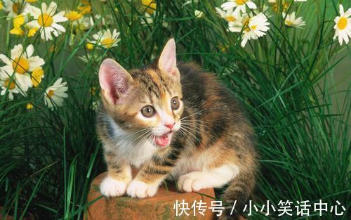 |幽默笑话:老公带儿子看魔术专场演出回来,儿子很兴奋比画着