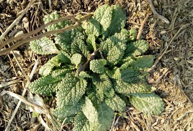 路邊很常見的“止咳草”，名字不好聽，止咳有奇效，你或許見過