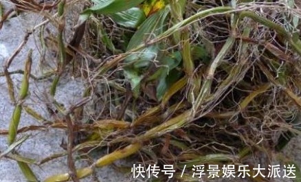 杂草|农村的野草,总以为它是杂草,不过在城里受热捧,还能入药治病