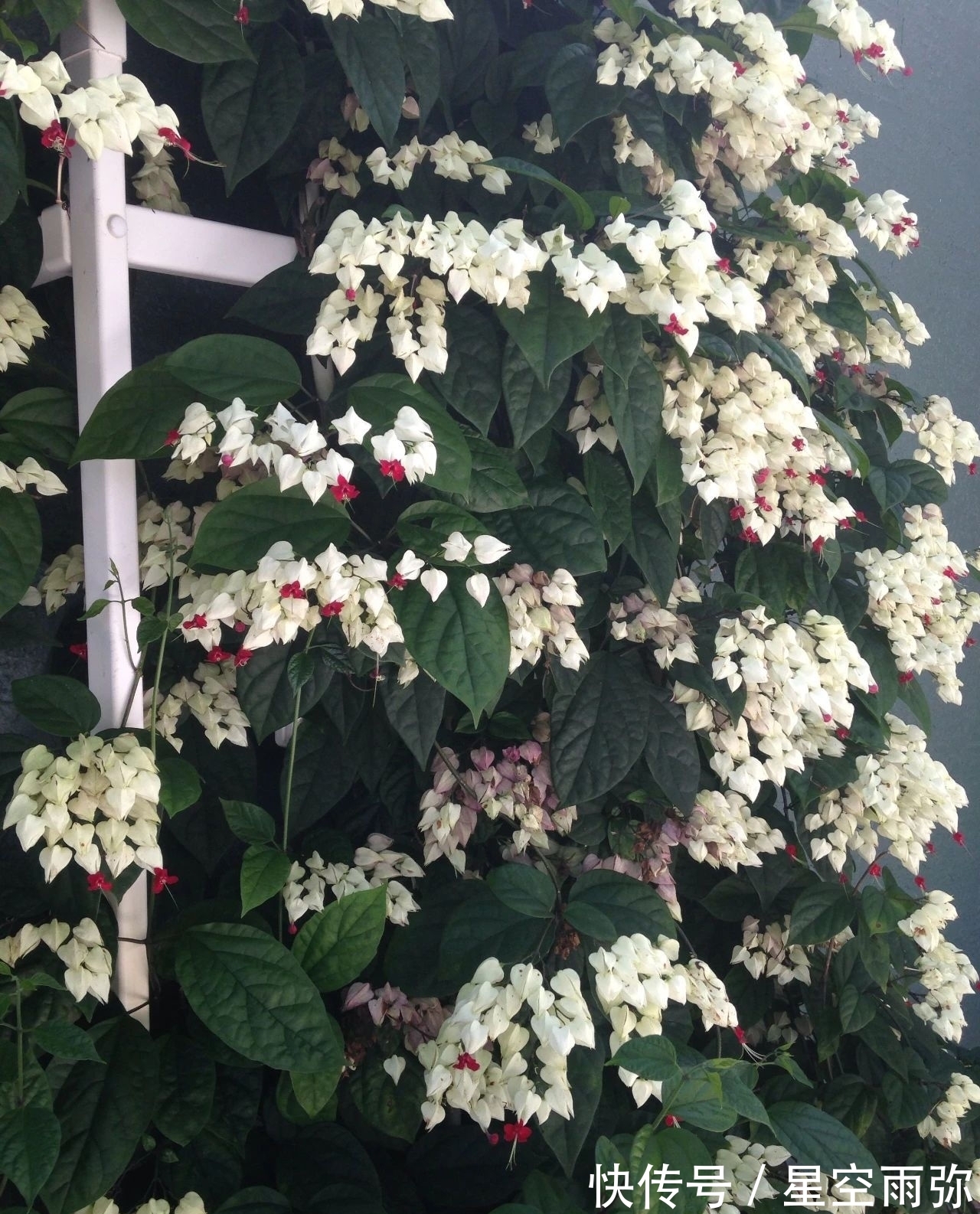 每年春节前后,除了年宵花,买盆龙吐珠也不错,好看的半藤本花卉