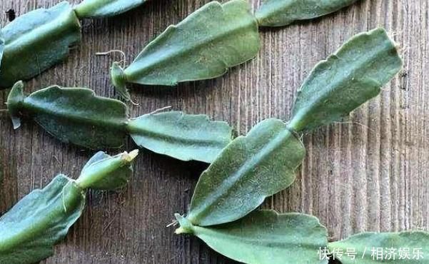 蟹爪兰|家中有这两种花的注意，之前没剪的现在可以果断剪，不然就太晚