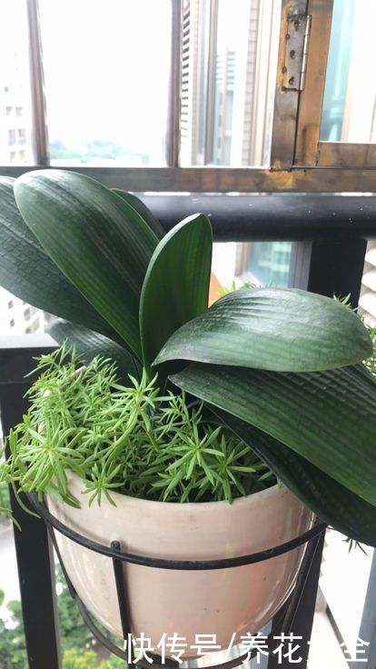 天气变热,4种花不适合淋雨,不然很快就死了