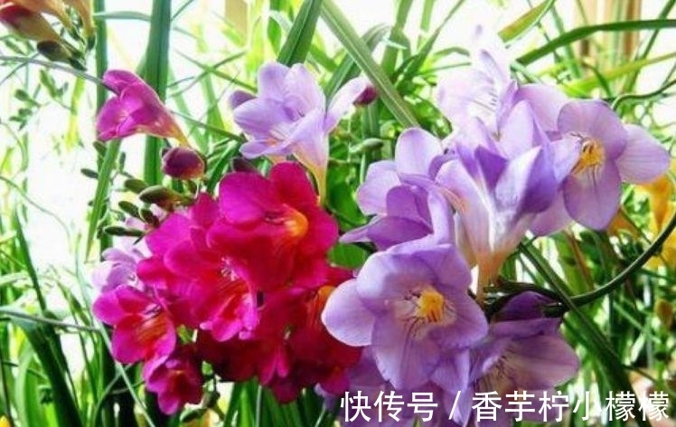 养花就养这几款,全年开花不停,比牡丹美,比绿萝好养!