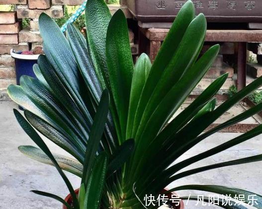 花卉|此种“好东西”,给君子兰“喂1点”,冒出“大花苞”,花期长!