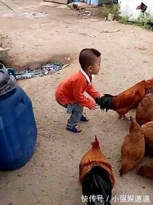 手机|手机控宝宝到农村一个月大变样，只是奶奶家的鸡倒霉了