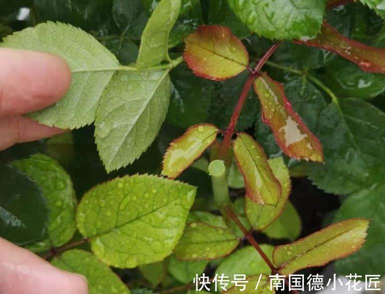 水溶性肥料|该怎么给月季施肥,需注意哪些地方?落实这4点事半功倍