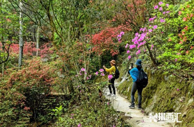 龙山杜鹃怒放，赏花正当时，点缀揭西的绿水青山