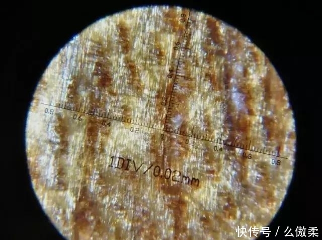  放大|把金丝楠木放大100倍后的样子，你有见过吗？