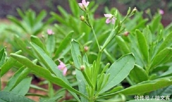 红甜菜|10种可家庭种植的优质养生野菜